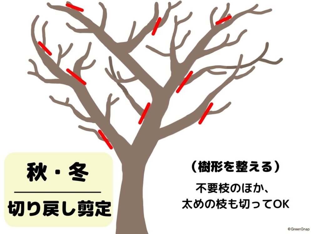 モミジの剪定(秋・冬)