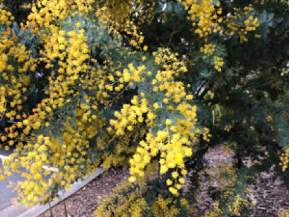 ミモザ　花　屋外