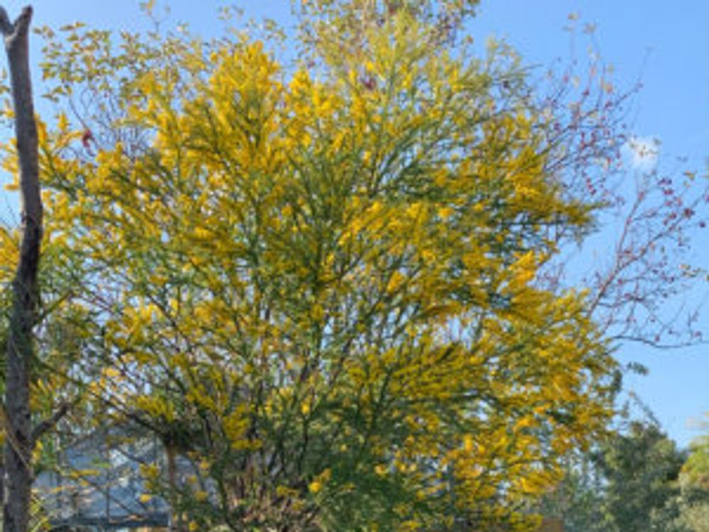 ミモザ　庭木