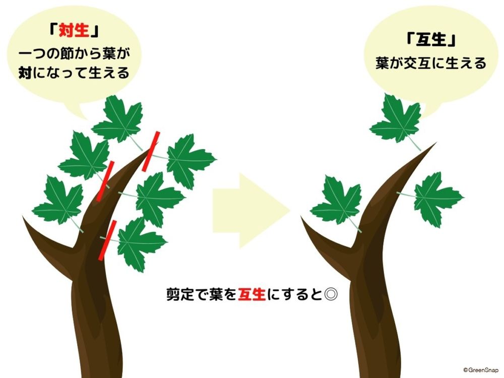 モミジの剪定 葉の切り方のコツ