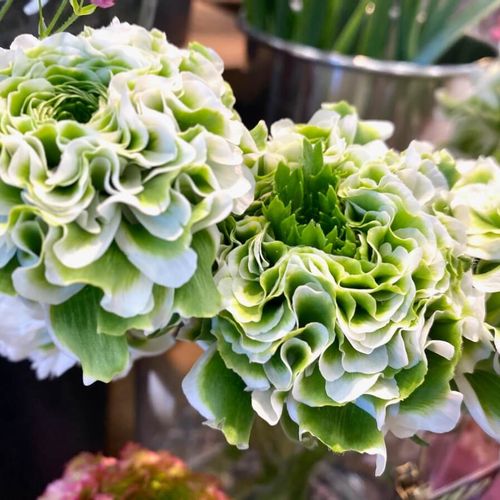 ラナンキュラスの花言葉は怖い意味もある 贈り物で避けた方がいい色は Greensnap グリーンスナップ