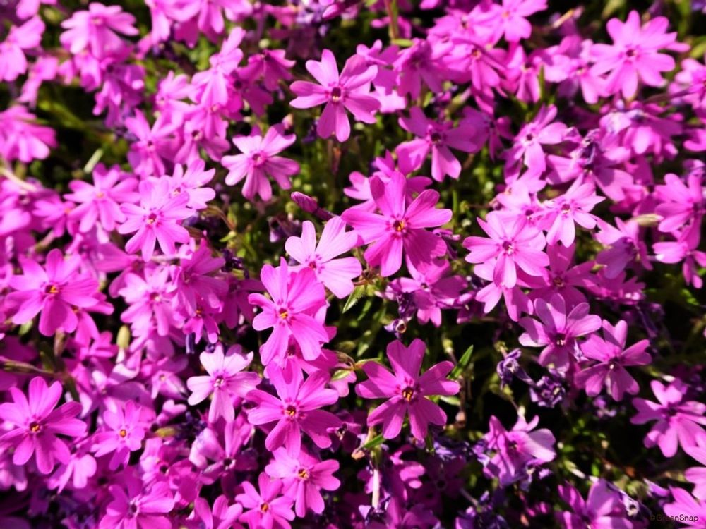 シバザクラ 芝桜