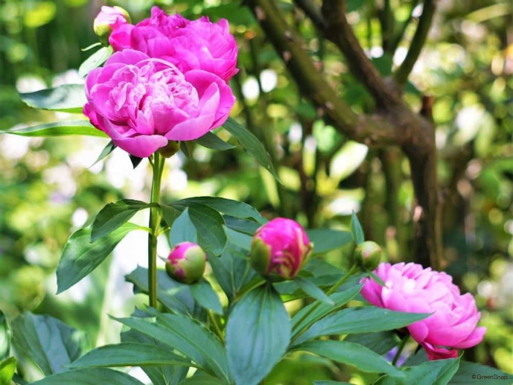 シャクヤク 芍薬 ピオニー