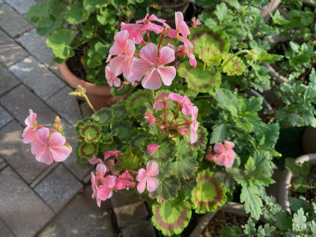 ゼラニウム ゼラニューム