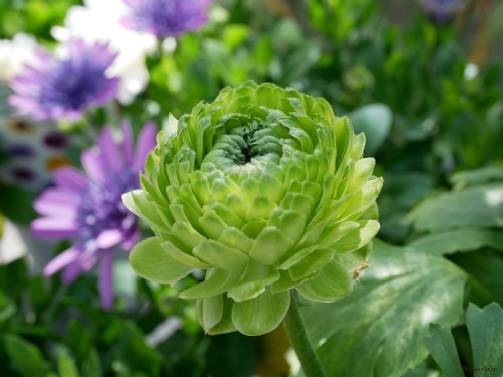 ラナンキュラス