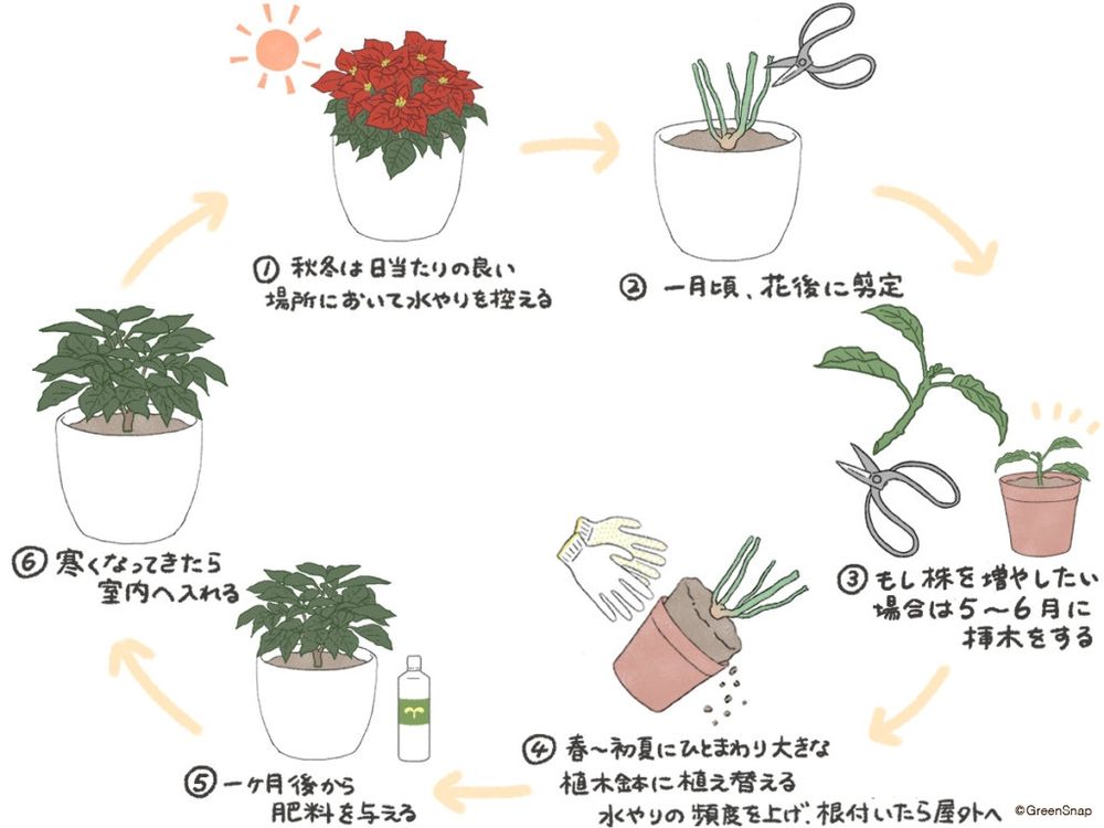 ポインセチアの育て方の流れ