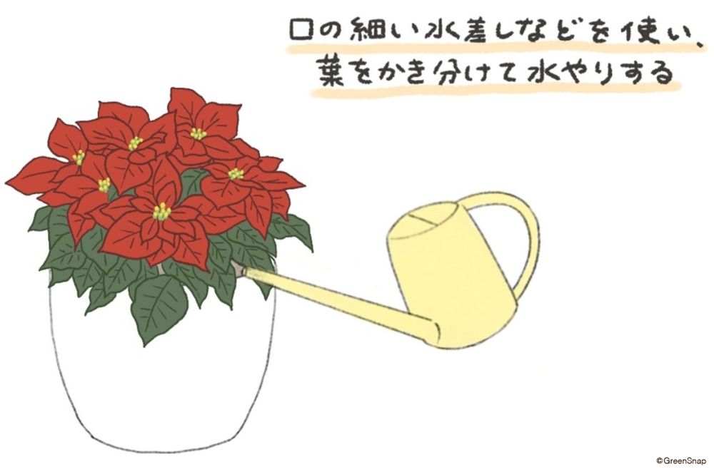 ポインセチアへの水やりの仕方