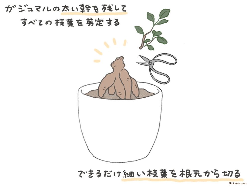 ガジュマルの剪定 丸坊主