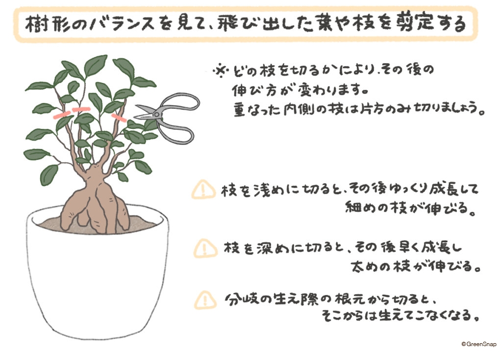 ガジュマルはどこまで大きくなる？失敗しない剪定方法を写真で解説｜🍀GreenSnap（グリーンスナップ）