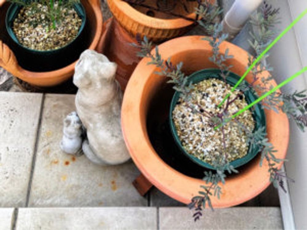 ミモザ　挿し木