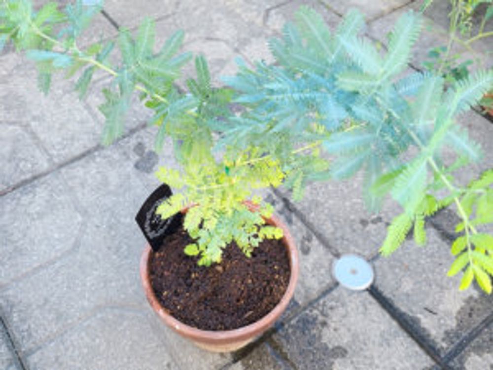 ミモザ　鉢植え　屋外