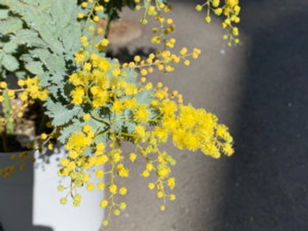 ミモザ　鉢植え