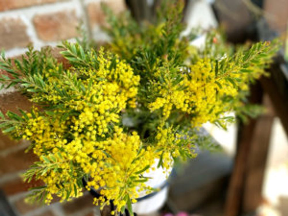 アカシアテレサ