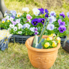 今年は室内も屋外も虫を寄せ付けない！おしゃれな害虫対策アイテムを取り入れて快適なグリーンライフを送ろう♫の画像