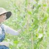 育てて楽しい！今年こそhataブランドを使って「おうち菜園」をはじめてみませんか？の画像