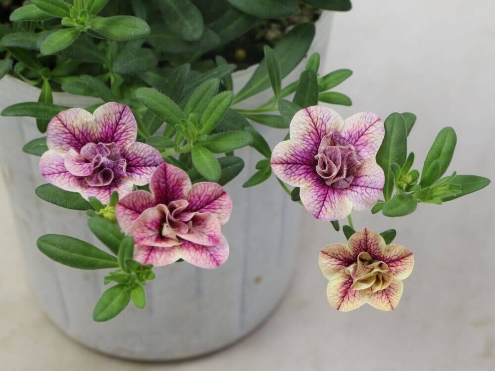 チュニア カリブラコア パワーストーンシリーズ