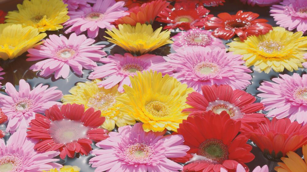 『GreenSnap Marche YOKOHAMA 2024