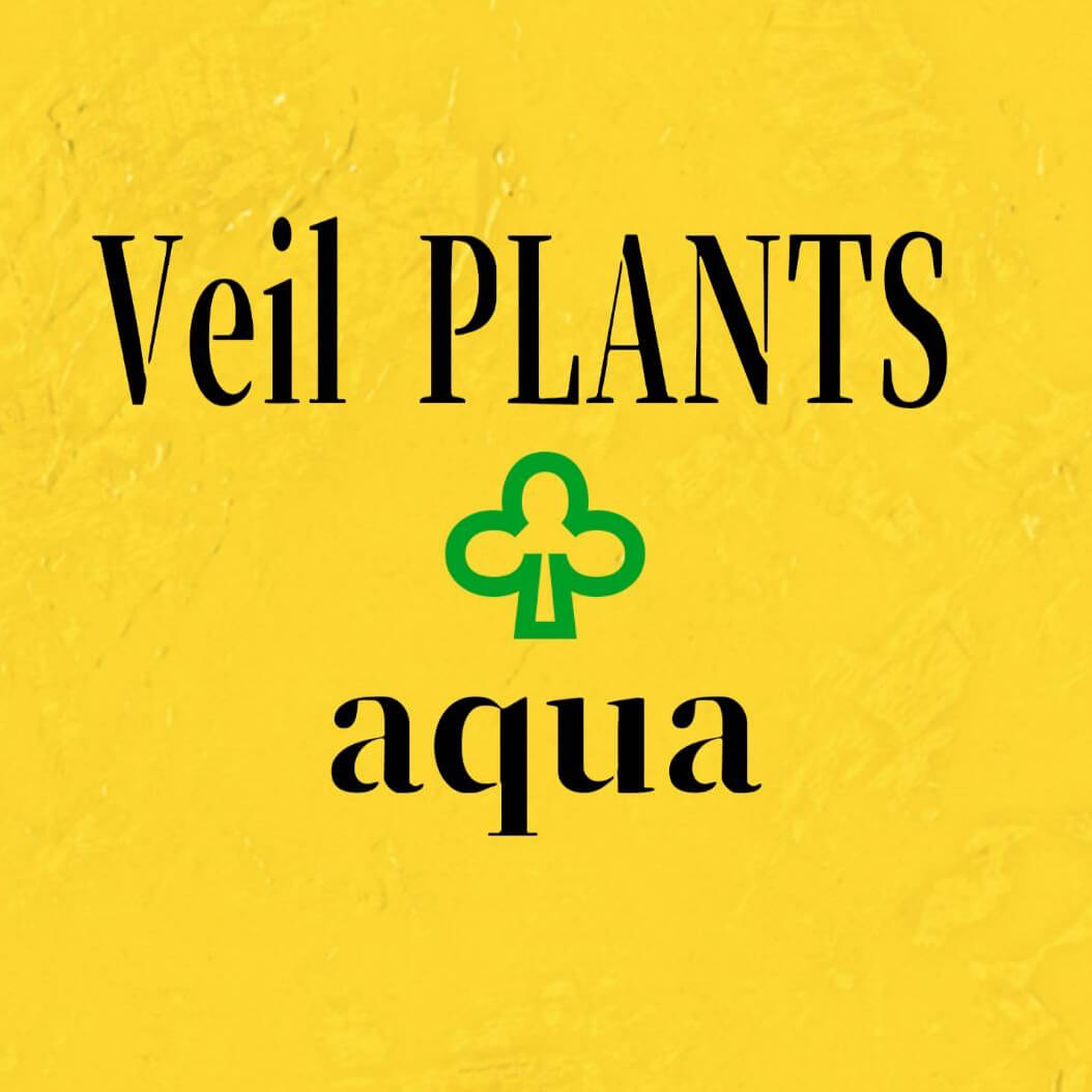 veil plants
