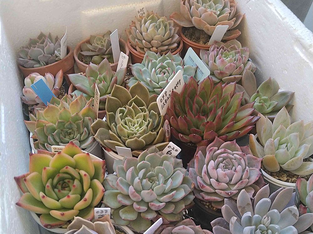 多肉植物 発泡スチロール 温室 DIY